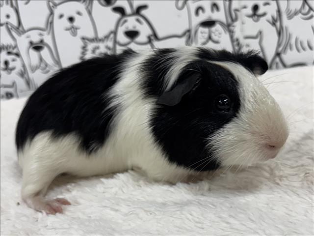 Shelter Stray Male Other last seen , 957 N Gaffey St, San Pedro, CA 90731, USA