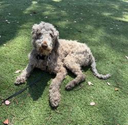 Shelter Stray Female Dog last seen , 4275 Elton St, Baldwin Park, CA 91706, USA