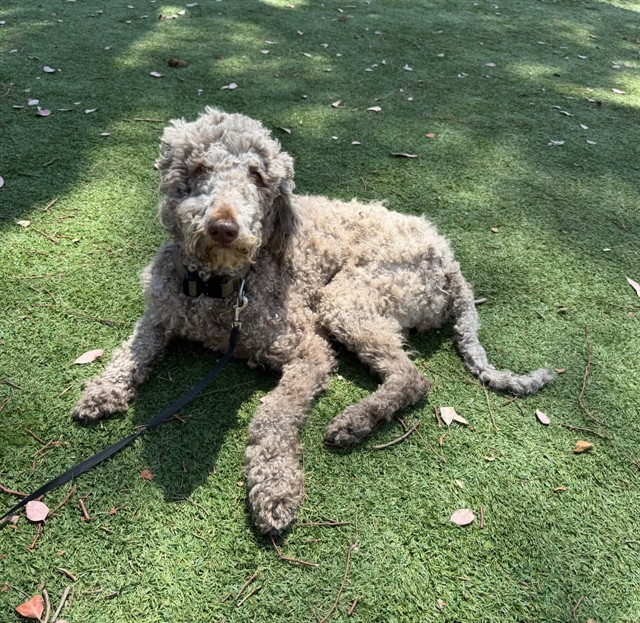 Shelter Stray Female Dog last seen , 4275 Elton St, Baldwin Park, CA 91706, USA