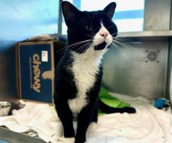 Shelter Stray Male Cat last seen DORCHESTER, 350 S Huntington Ave, Jamaica Plain, MA 02130, USA