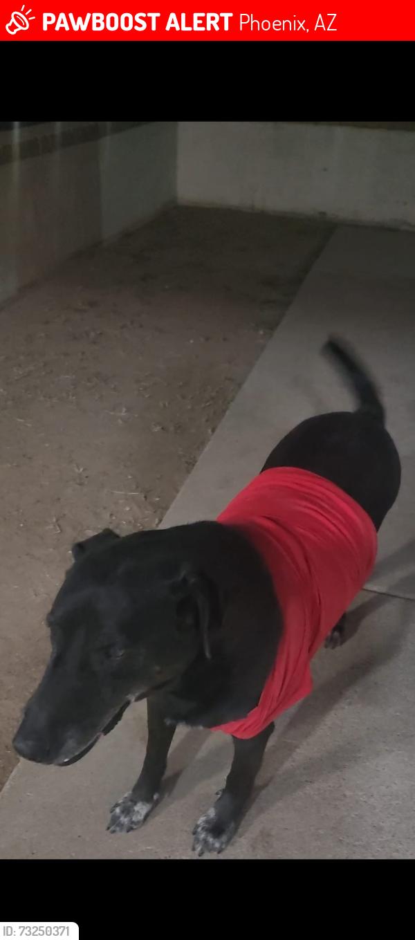 Lost Male Dog last seen Indian school and 75th ave, Phoenix, AZ 85033