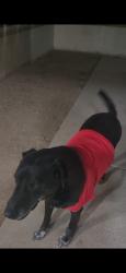 Lost Male Dog last seen Indian school and 75th ave, Phoenix, AZ 85033