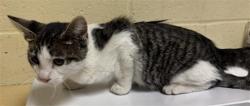 Shelter Stray Female Cat last seen FRUITRIDGE RD & MARTIN LUTHER KING JR BLVD, 2127 Front St, Sacramento, CA 95818, USA