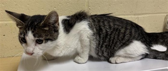 Shelter Stray Female Cat last seen FRUITRIDGE RD & MARTIN LUTHER KING JR BLVD, 2127 Front St, Sacramento, CA 95818, USA