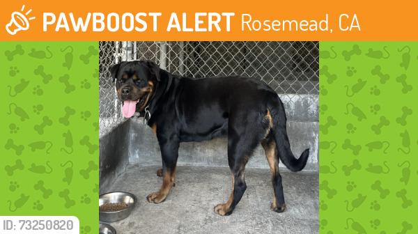 Found/Stray Unknown Dog last seen Garvey Avenue, Rosemead, CA 91770