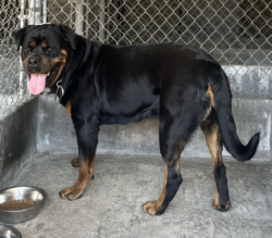 Found/Stray Unknown Dog last seen Garvey Avenue, Rosemead, CA 91770