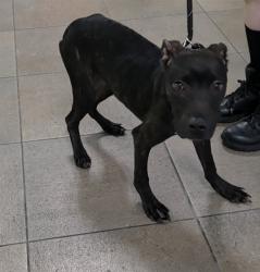 Shelter Stray Male Dog last seen COMMERCIAL BLVD AND DIXIE HIGHWAY, FORT LAUDERDALE, FLORIDA, 2400 SW 42nd St, Fort Lauderdale, FL 33312, USA