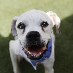 Shelter Stray Female Dog last seen HAMILTON AND LEAL, 4710 TX-151, San Antonio, TX 78227, USA