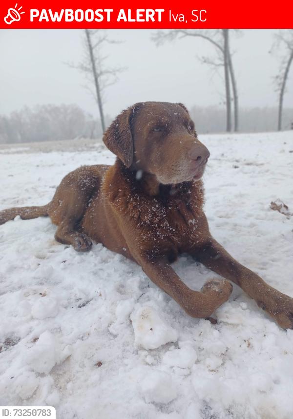 Lost Male Dog last seen Fread Dean Rd, Leatherdale Rd is near and flt Rock Rd is near, Iva, SC 29655