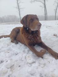Lost Male Dog last seen Fread Dean Rd, Leatherdale Rd is near and flt Rock Rd is near, Iva, SC 29655