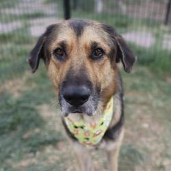 Shelter Stray Male Dog last seen Near BLOCK PINN, 4710 TX-151, San Antonio, TX 78227, USA