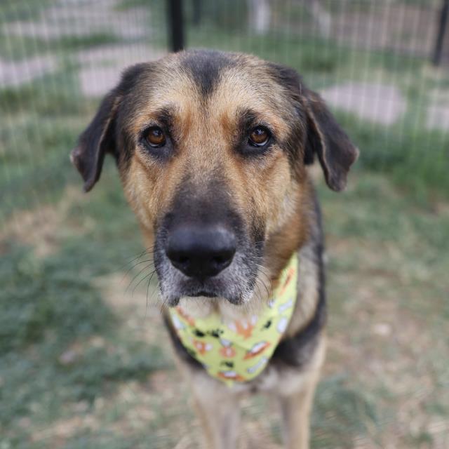 Shelter Stray Male Dog last seen Near BLOCK PINN, 4710 TX-151, San Antonio, TX 78227, USA