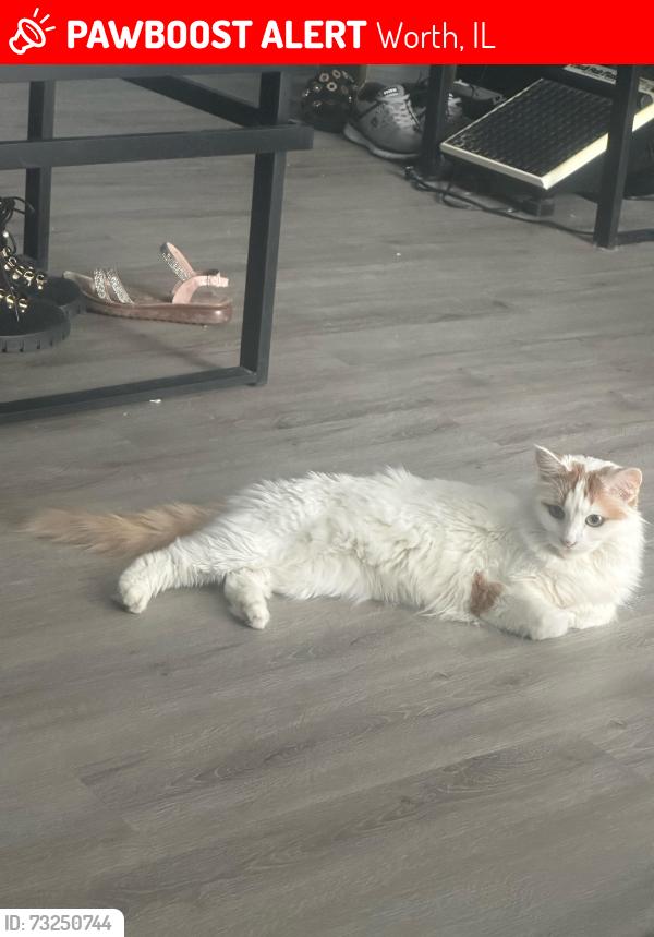 Lost Female Cat last seen 111th & Harlem, Worth, IL 60482