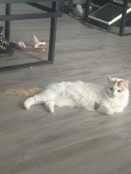 Lost Female Cat last seen 111th & Harlem, Worth, IL 60482