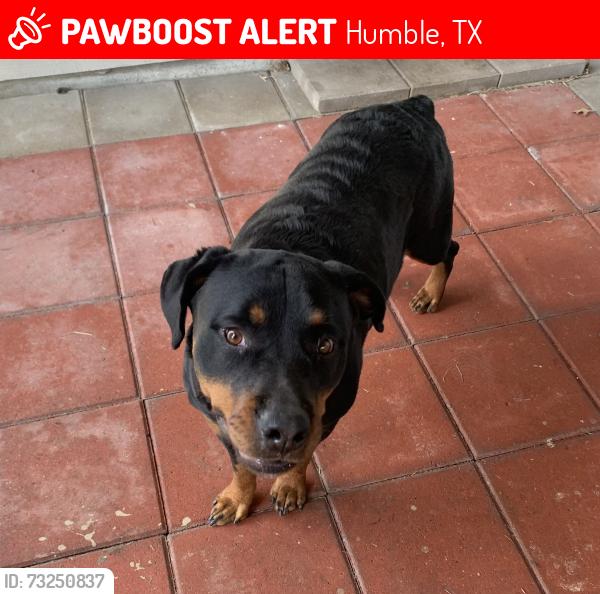 Lost Female Dog last seen West Lake Houston, Humble, TX 77346