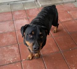 Lost Female Dog last seen West Lake Houston, Humble, TX 77346