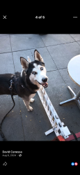 Lost Male Dog last seen alameda, Alameda, CA 94501