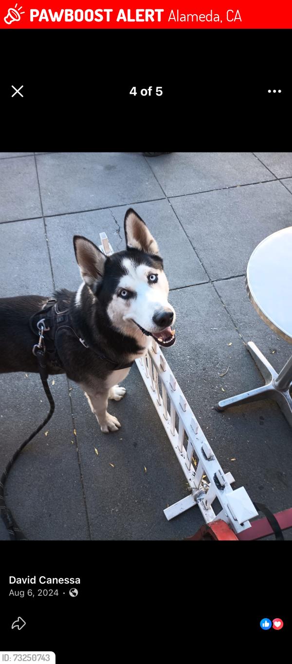 Lost Male Dog last seen alameda, Alameda, CA 94501