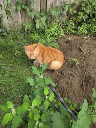 Found/Stray Female Cat last seen Cascade club, cascade, raspberry, Erie, PA 16507