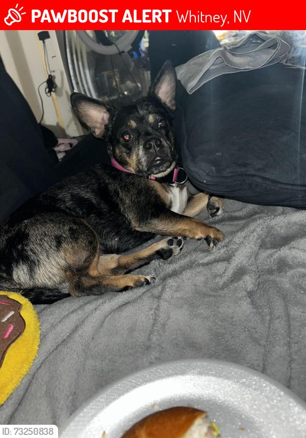 Lost Female Dog last seen Steptoe and Dodd st Las Vegas nv 89122, Whitney, NV 89122