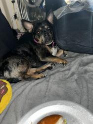 Lost Female Dog last seen Steptoe and Dodd st Las Vegas nv 89122, Whitney, NV 89122