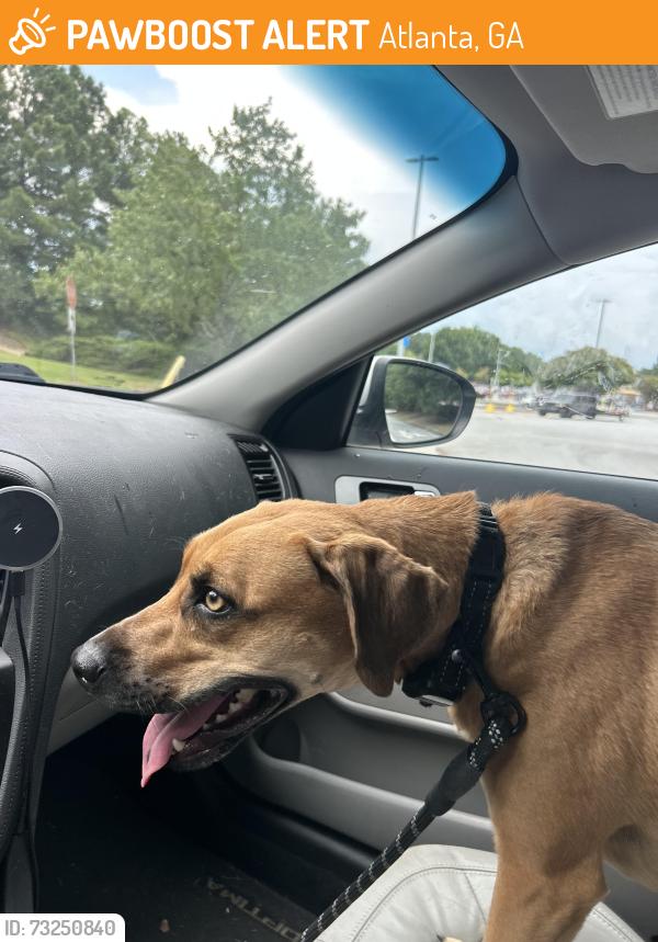 Found/Stray Female Dog last seen Blackburn Park, Atlanta, GA 30319