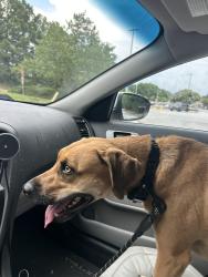Found/Stray Female Dog last seen Blackburn Park, Atlanta, GA 30319