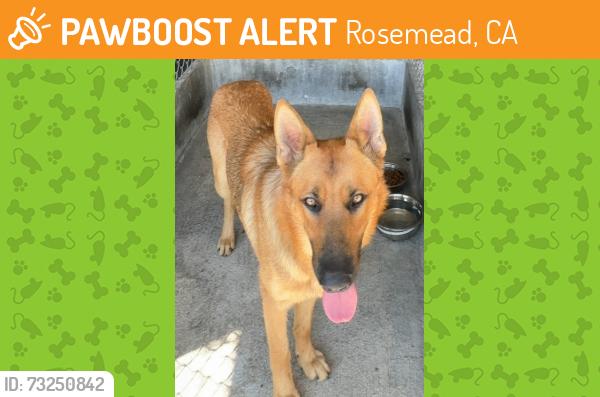Found/Stray Unknown Dog last seen Garvey Avenue, Rosemead, CA 91770