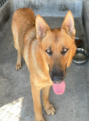 Found/Stray Unknown Dog last seen Garvey Avenue, Rosemead, CA 91770