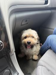 Found/Stray Male Dog last seen Golden & 40th, San Bernardino County, CA 92404