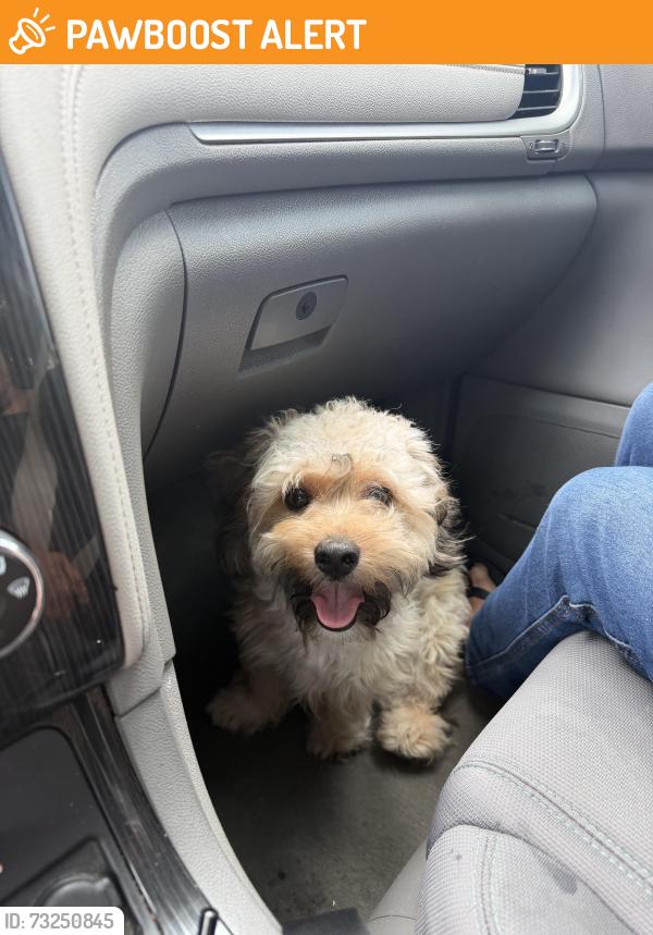 Found/Stray Male Dog last seen Golden & 40th, San Bernardino County, CA 92404