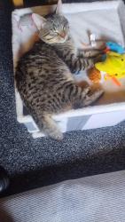 Lost Female Cat last seen W. ditto Rd/eichman, Poteet, TX 78065