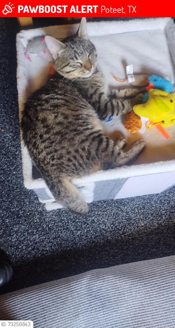 Lost Female Cat last seen W. ditto Rd/eichman, Poteet, TX 78065