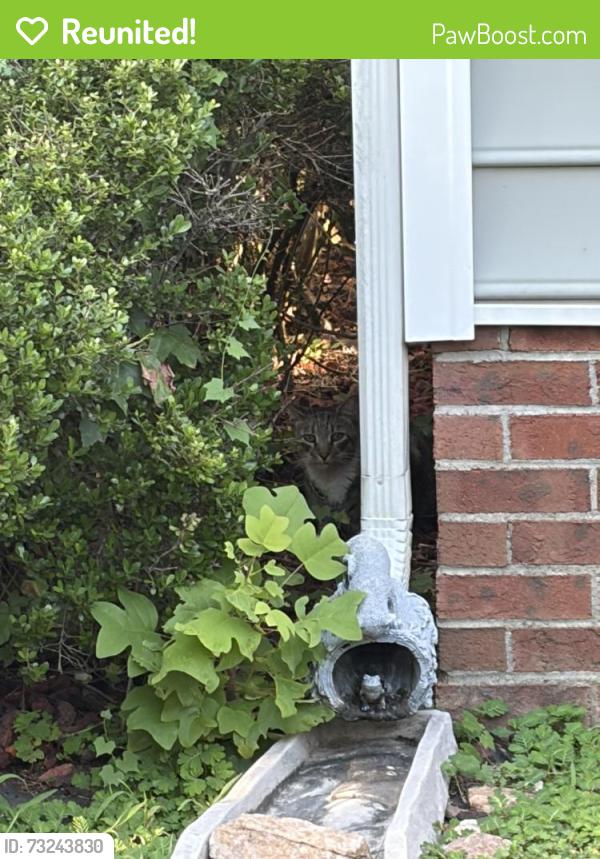 Reunited Unknown Cat last seen Near Rose Petal Run/Tulip Grove Ln, Wake Forest, NC 27587
