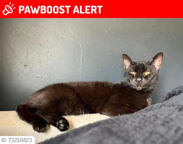 Lost Male Cat last seen McDonald's upper gornal, Upper Gornal, England DY3 2BB