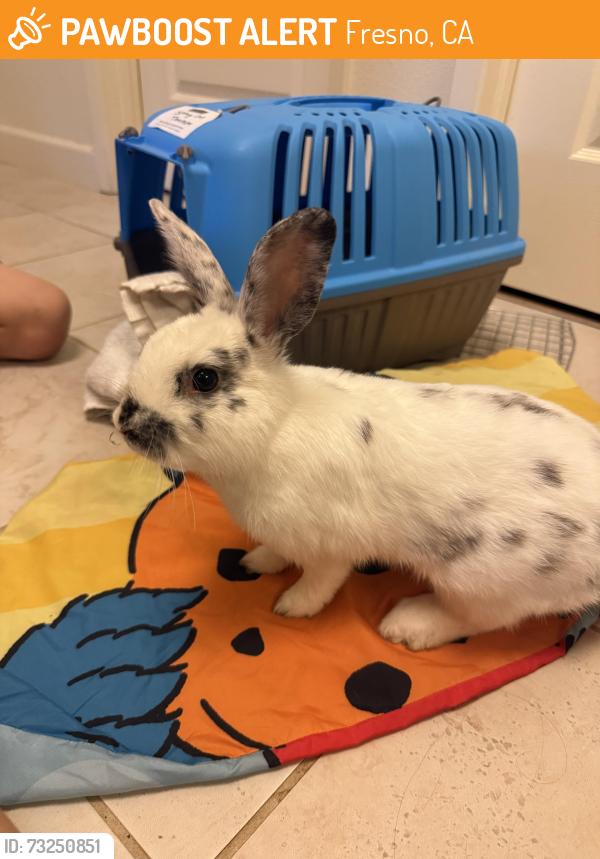 Found/Stray Unknown Rabbit last seen Near N Woodrow Ave, Fresno, CA 93720