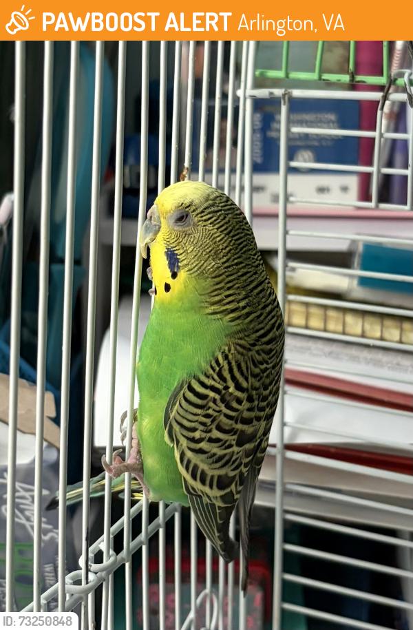 Found/Stray Unknown Bird last seen 5th St, N., Arlington, VA 22207