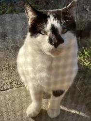 Lost Male Cat last seen walking in front of the hse ( street caracal CT), Tampa, FL 33625