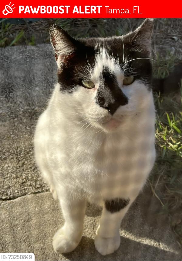 Lost Male Cat last seen walking in front of the hse ( street caracal CT), Tampa, FL 33625