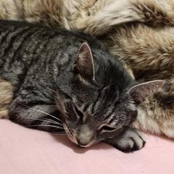 Lost Male Cat last seen Connaught Park, Brantford, Brantford, ON N3R 1Y7