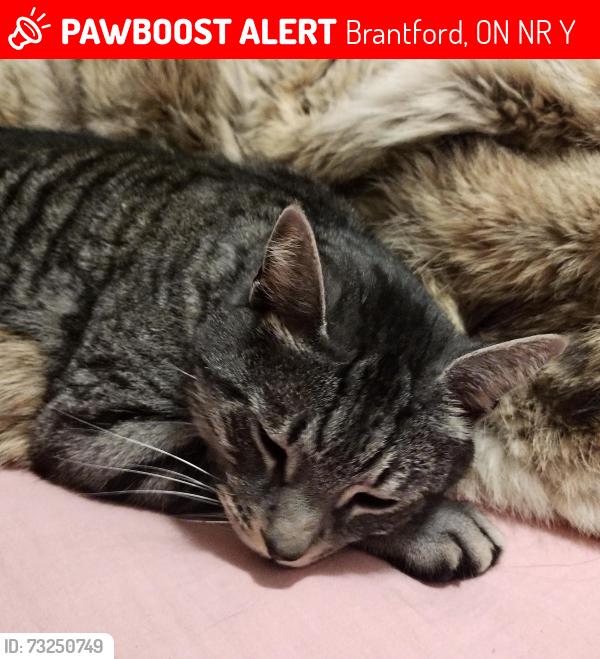 Lost Male Cat last seen Connaught Park, Brantford, Brantford, ON N3R 1Y7