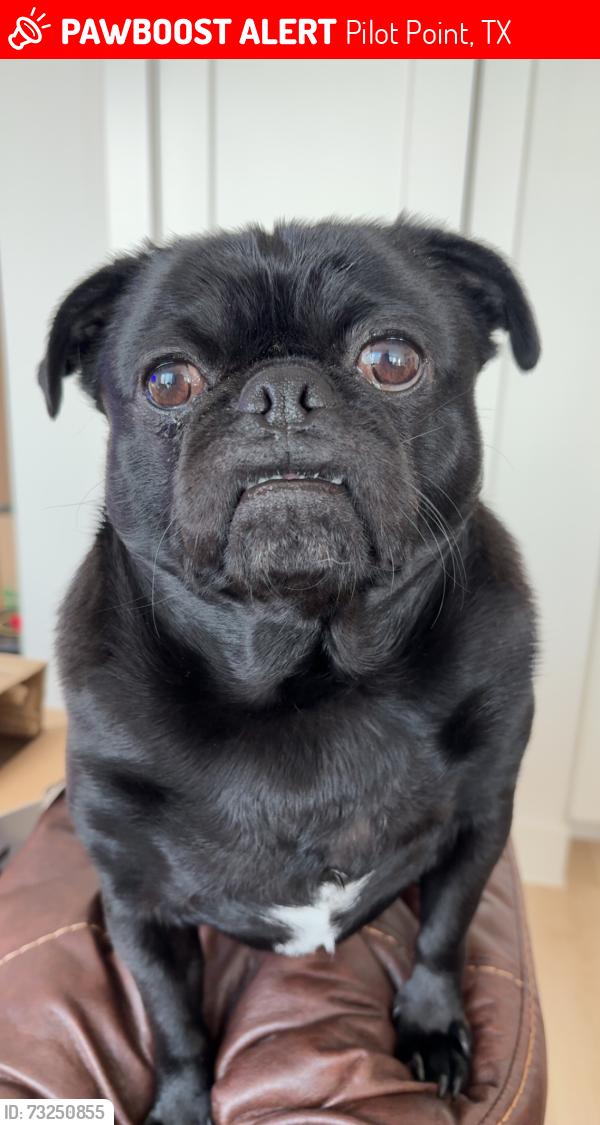 Lost Male Dog last seen near st. john rd pilot point tx, Pilot Point, TX 76258