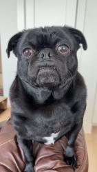 Lost Male Dog last seen near st. john rd pilot point tx, Pilot Point, TX 76258