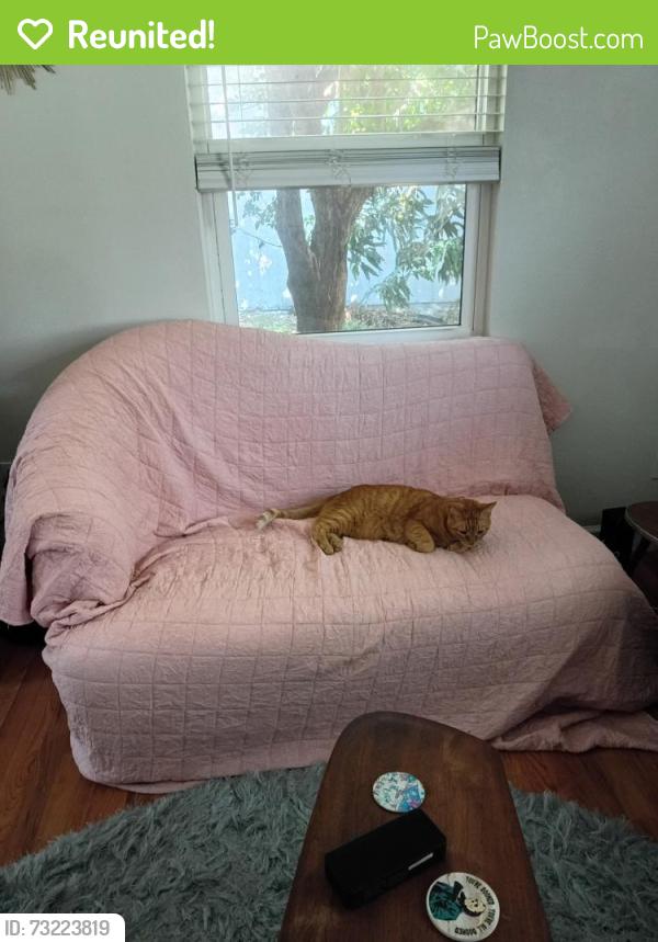 Reunited Male Cat last seen Tarpon animal hosp, Tarpon Springs, FL 34689