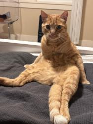 Lost Male Cat last seen spinnaker blvd, Silverdale, WA 98383