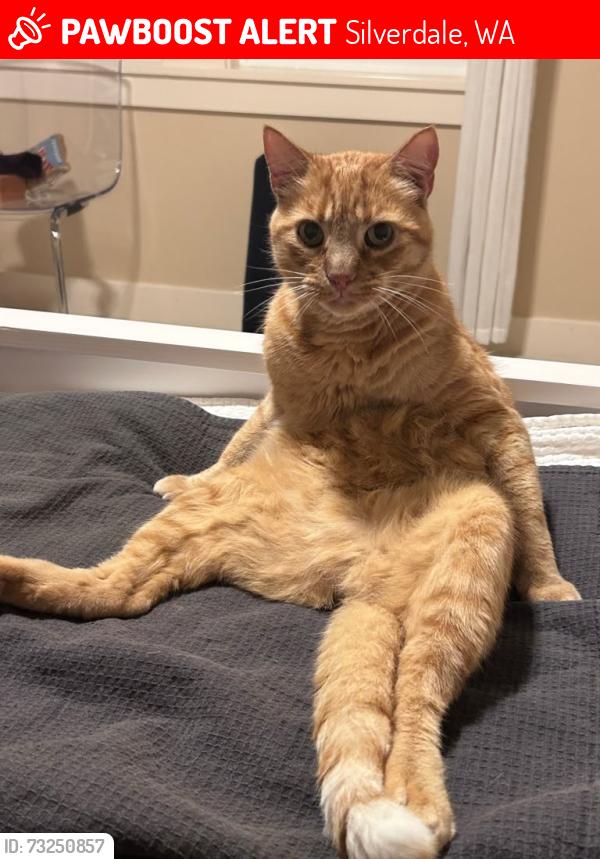 Lost Male Cat last seen spinnaker blvd, Silverdale, WA 98383