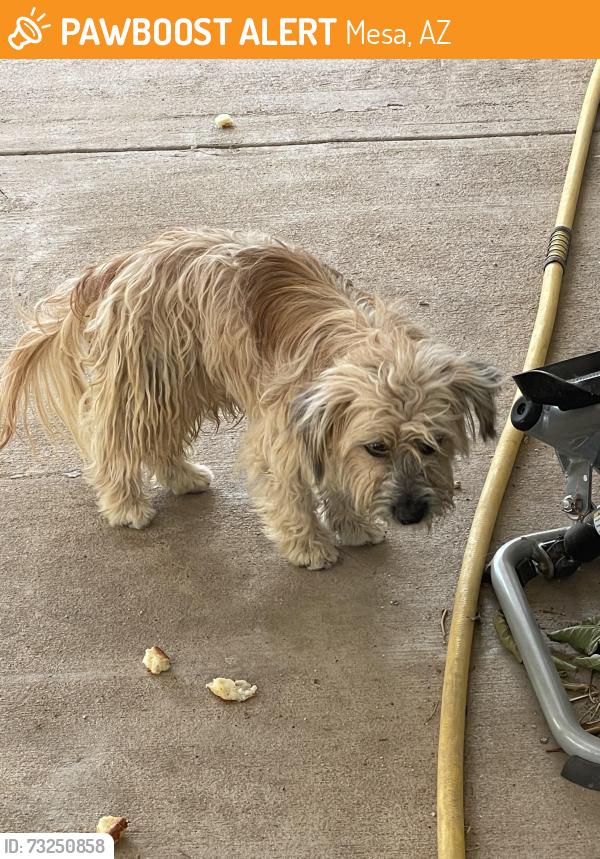 Found/Stray Male Dog last seen 78th and Juanita, Mesa, AZ 85209