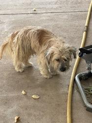 Found/Stray Male Dog last seen 78th and Juanita, Mesa, AZ 85209