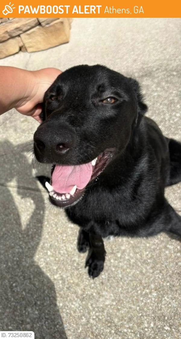 Found/Stray Male Dog last seen Near Mitchell Bridge Rd, Athens, GA 30606, Athens, GA 30606