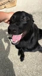 Found/Stray Male Dog last seen Near Mitchell Bridge Rd, Athens, GA 30606, Athens, GA 30606